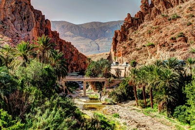 Pictures of palm trees and hills
